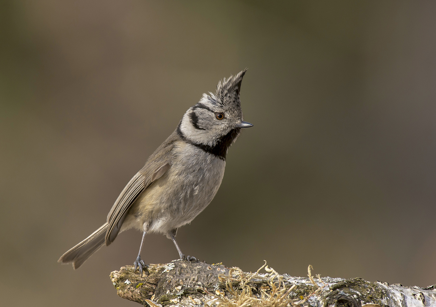 Гренадёрка 2