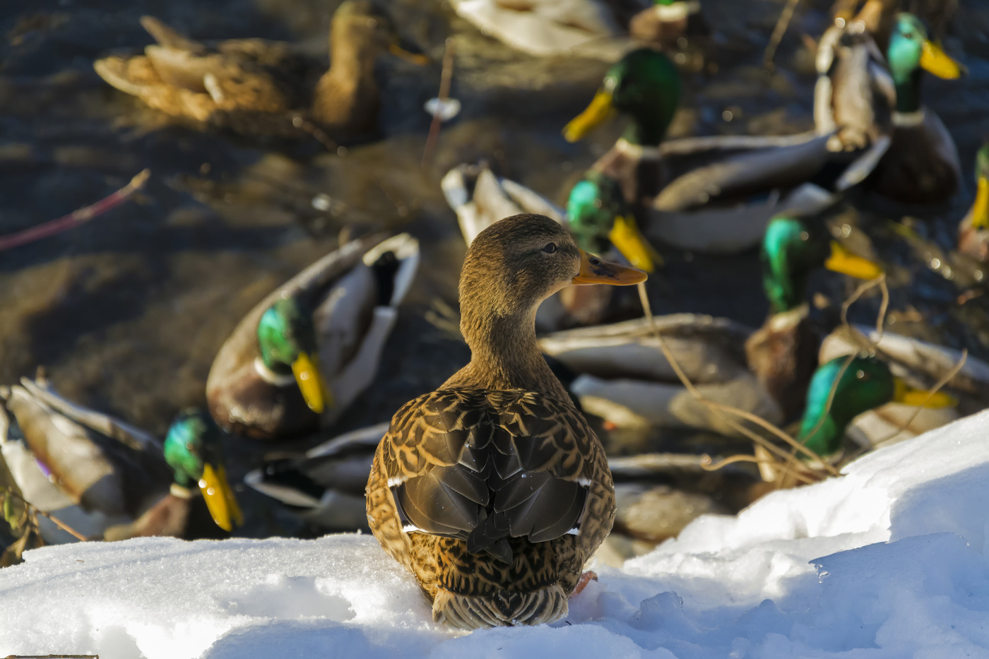 барышня и кавалереры