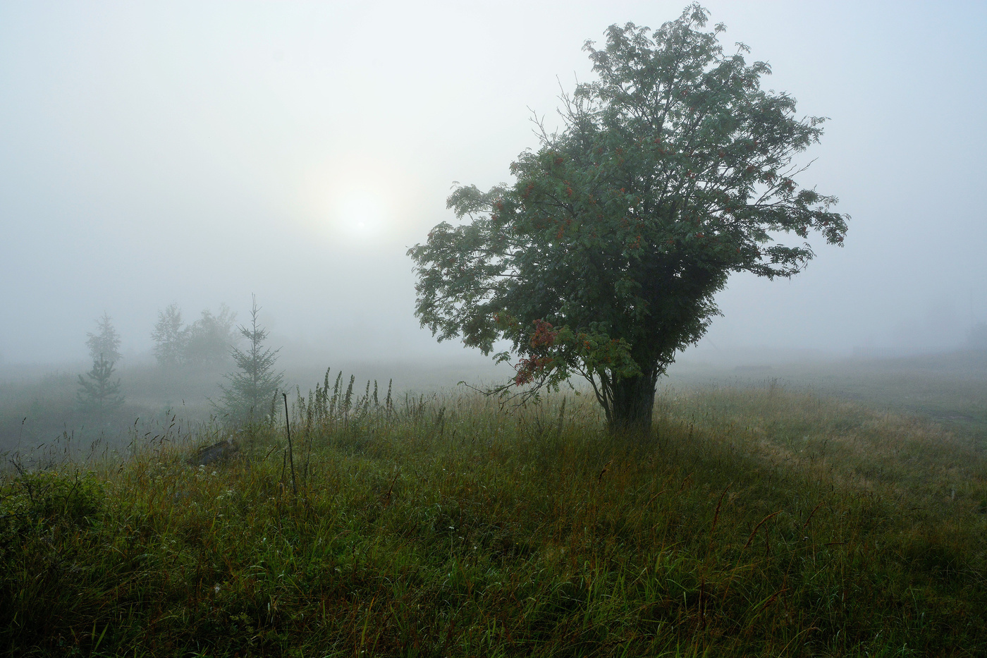 Туманное утро ...