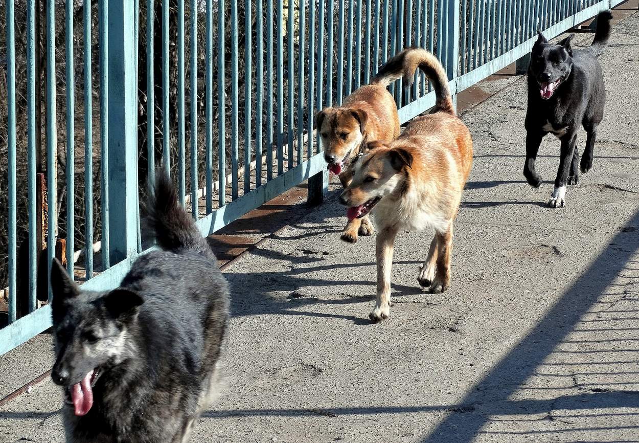 В сопровождении