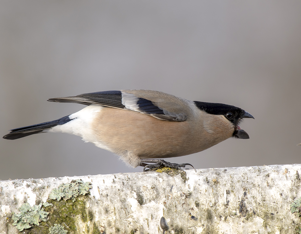 Не злите "даму"...