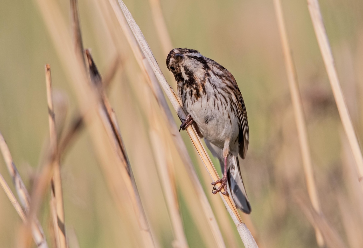 любопытство