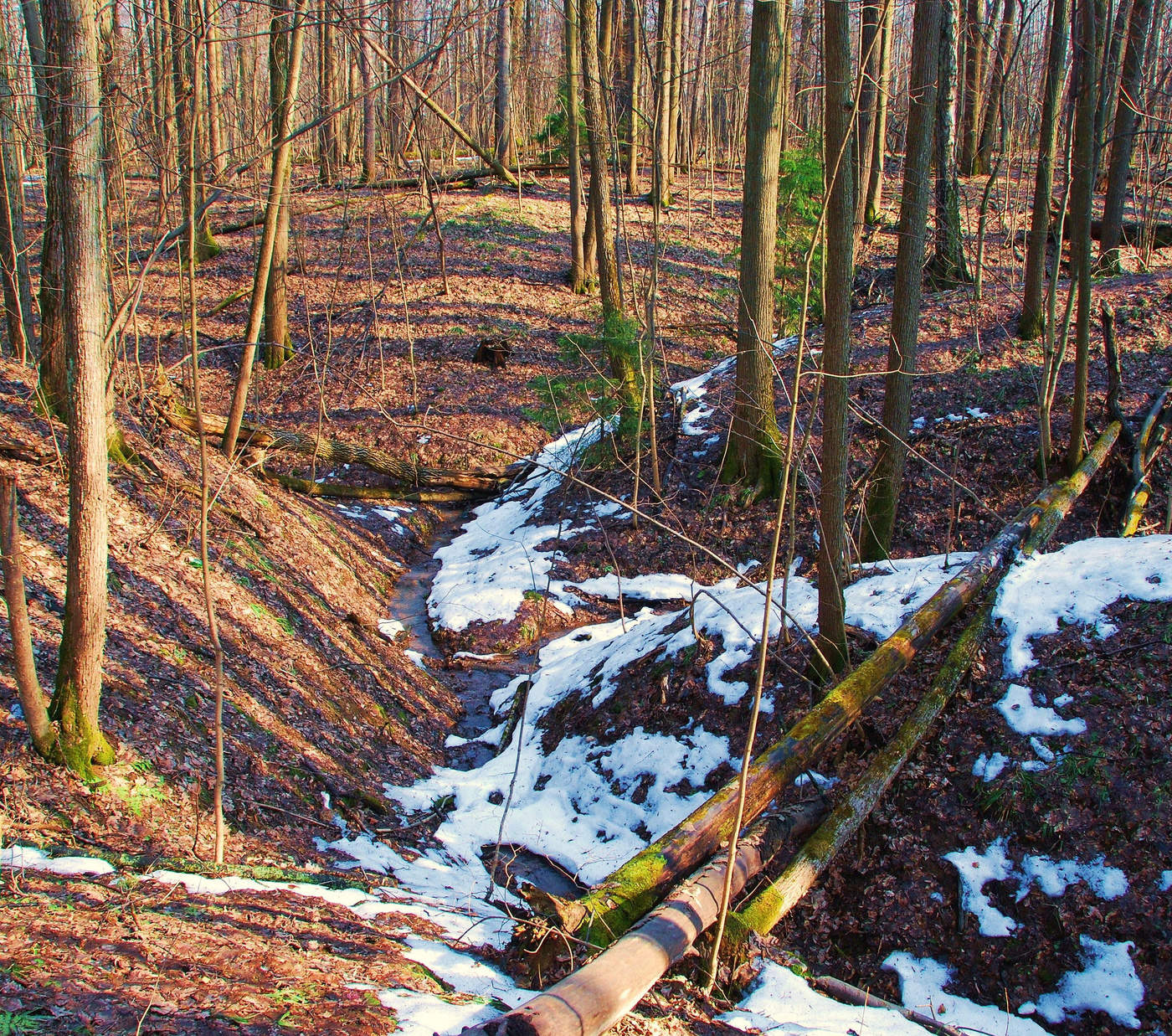 В весеннем лесу ...