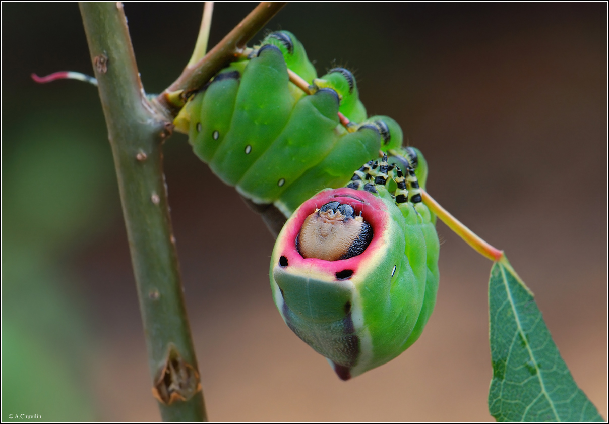 Мармеладка )