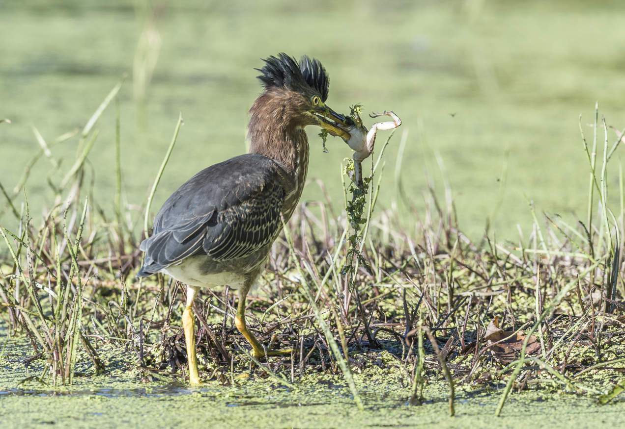 Green Heron