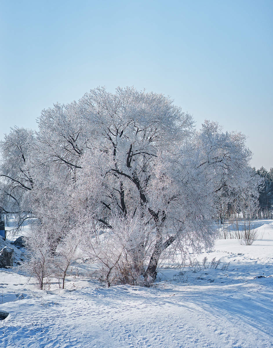 дерево в инее