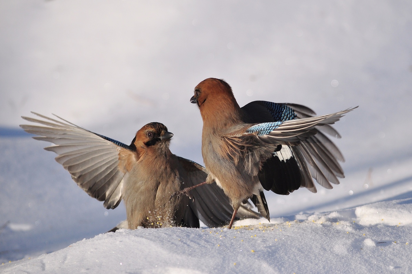 Птичьи танцы