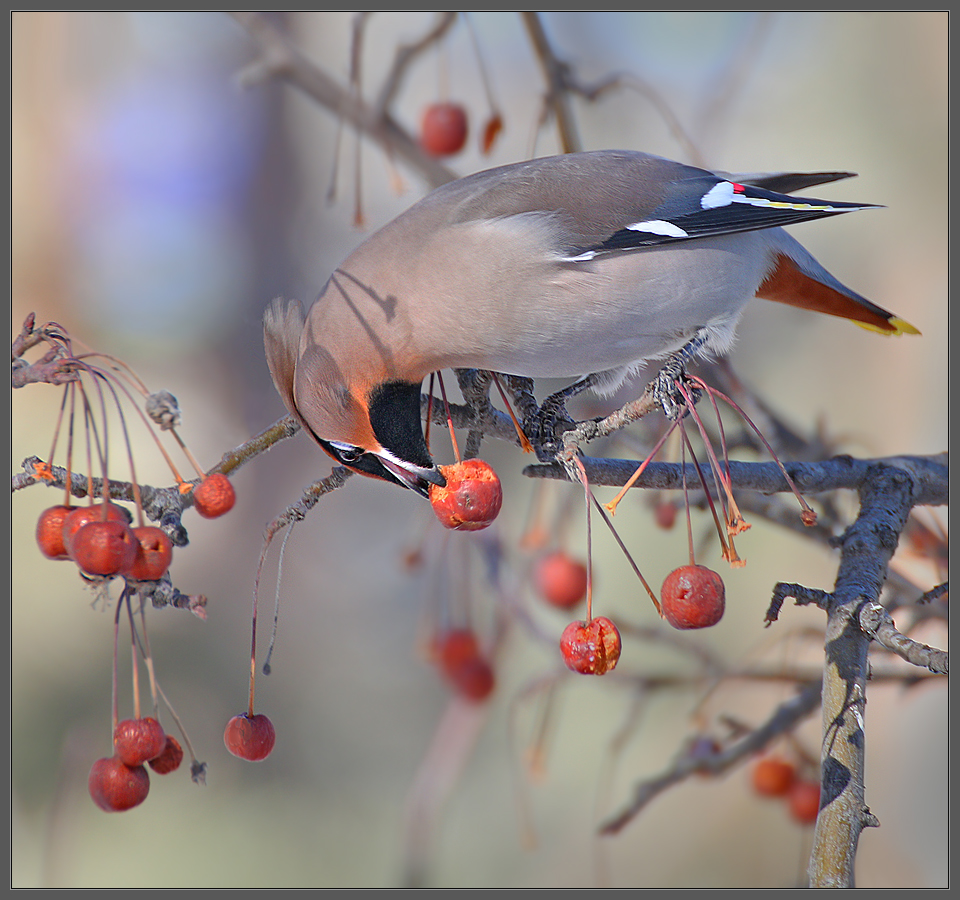 "И укусит за бочок"