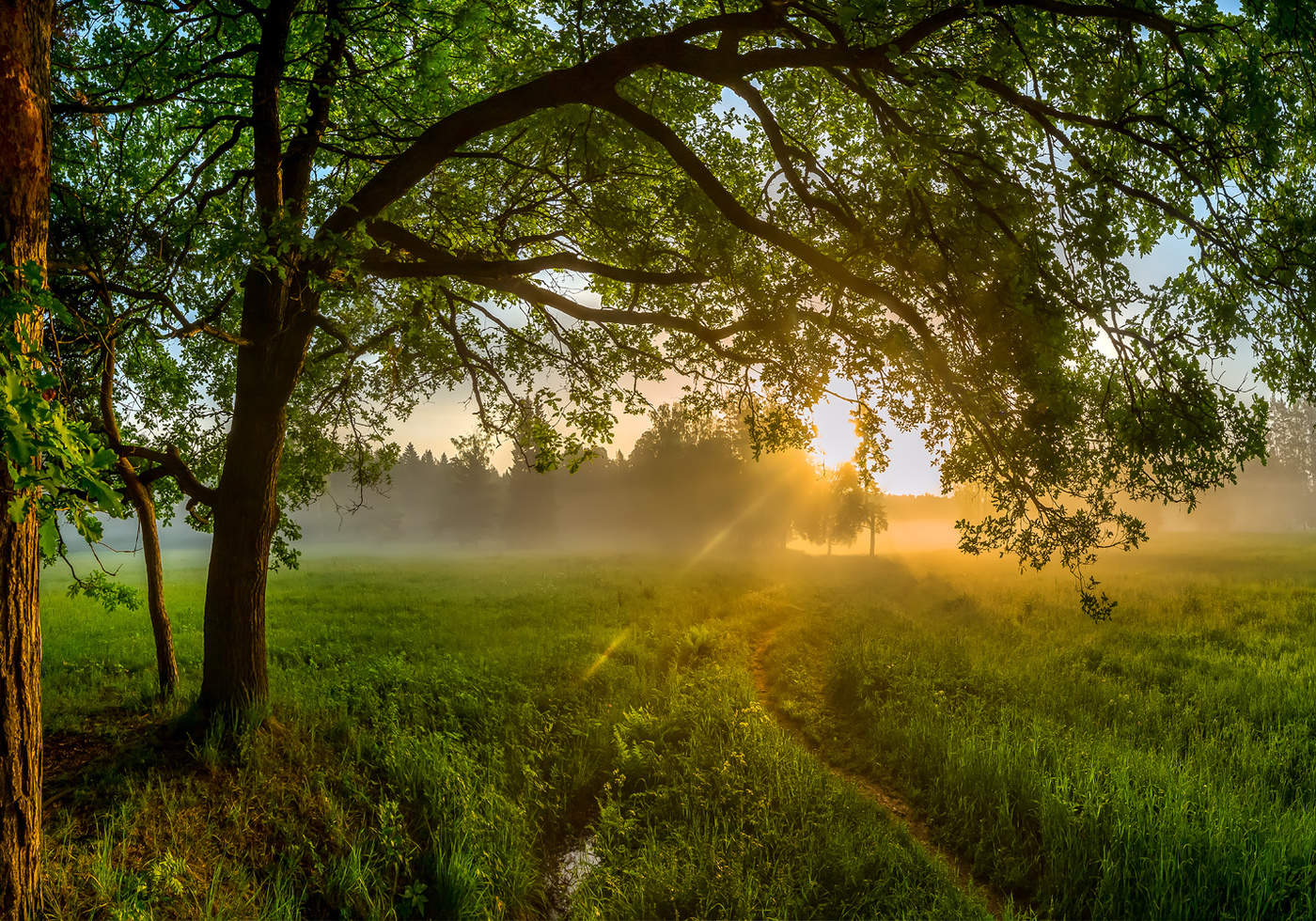 Дуб у тропинки.