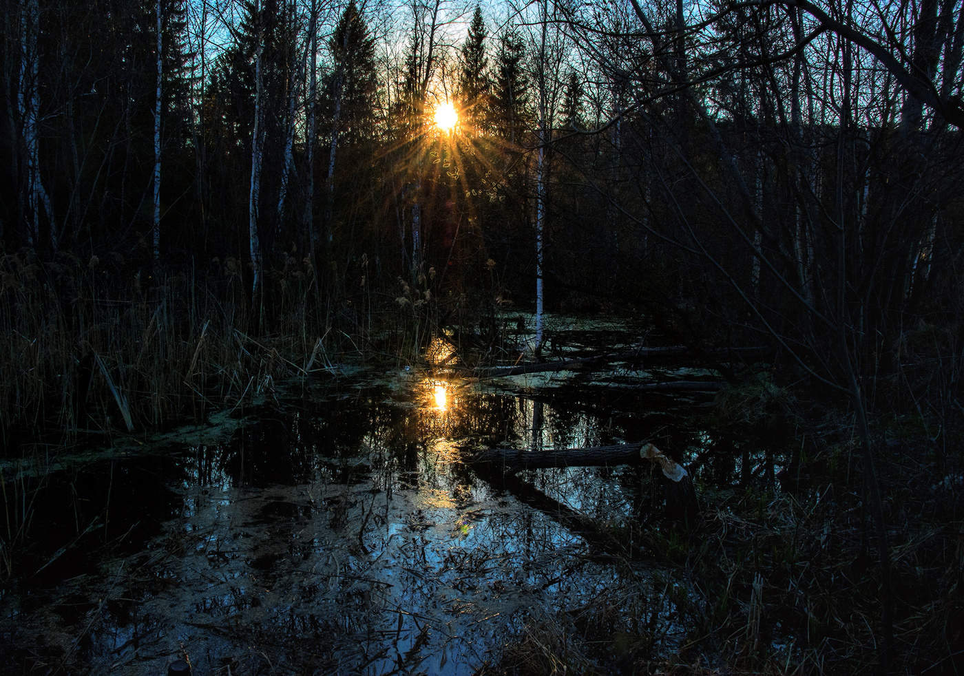 Болотное царство