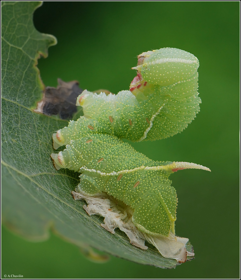 Линяющий сфинкс