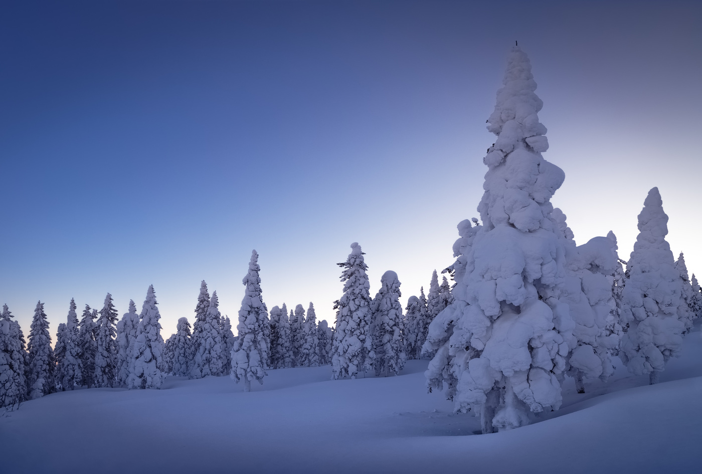 Таганайские ёлочки