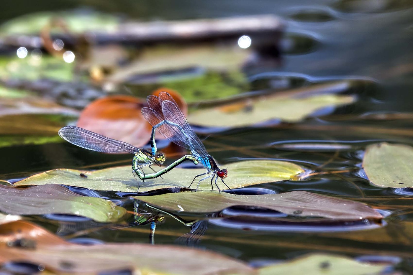 Основной инстинкт...