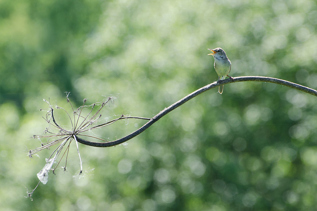 Этот мир не записать на ноты