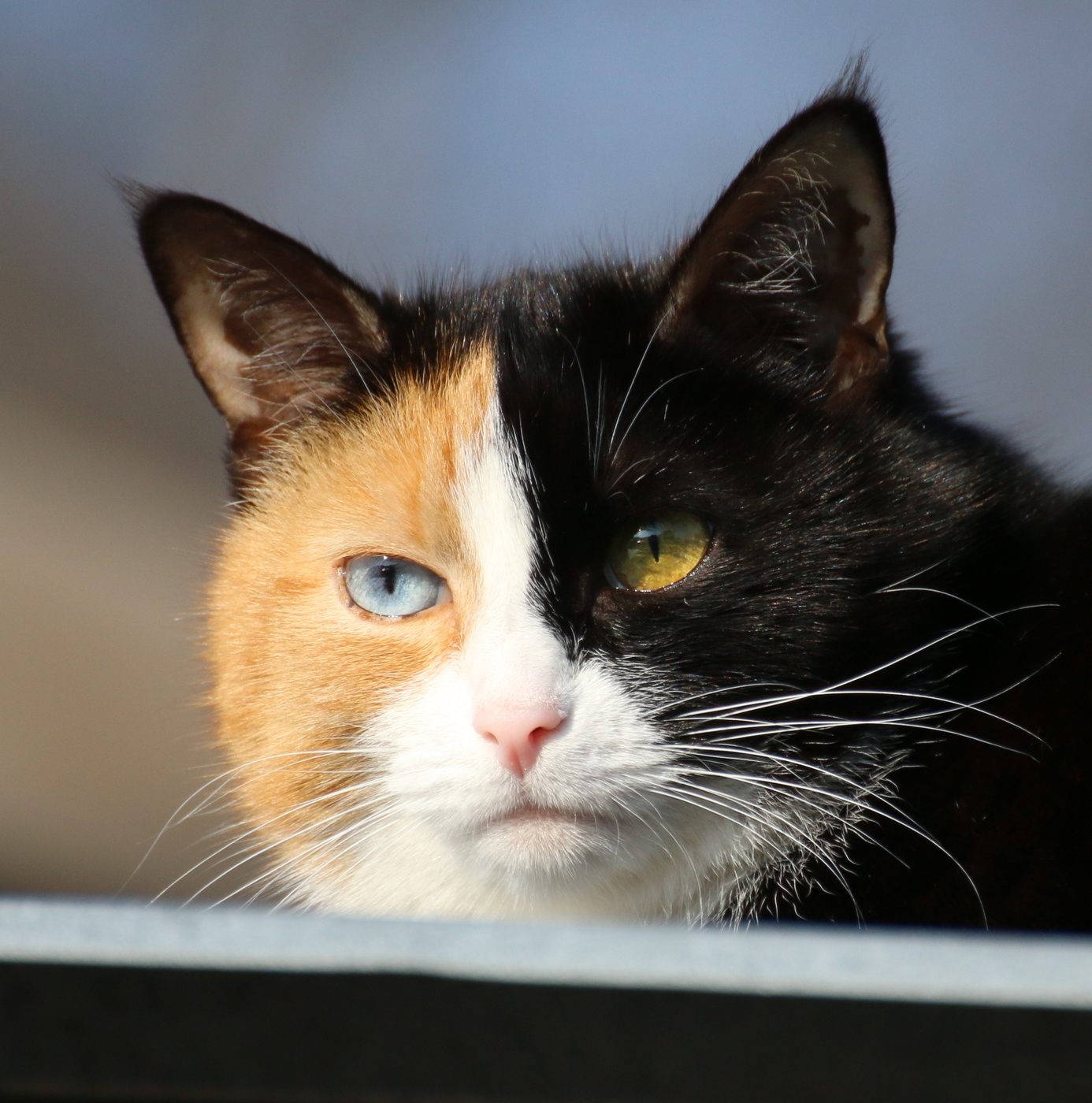 Кошки бывают разные.