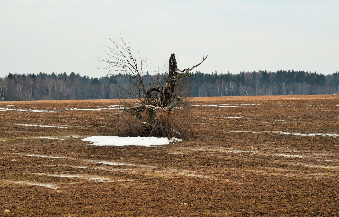 "Во поле березонька стояла ..."
