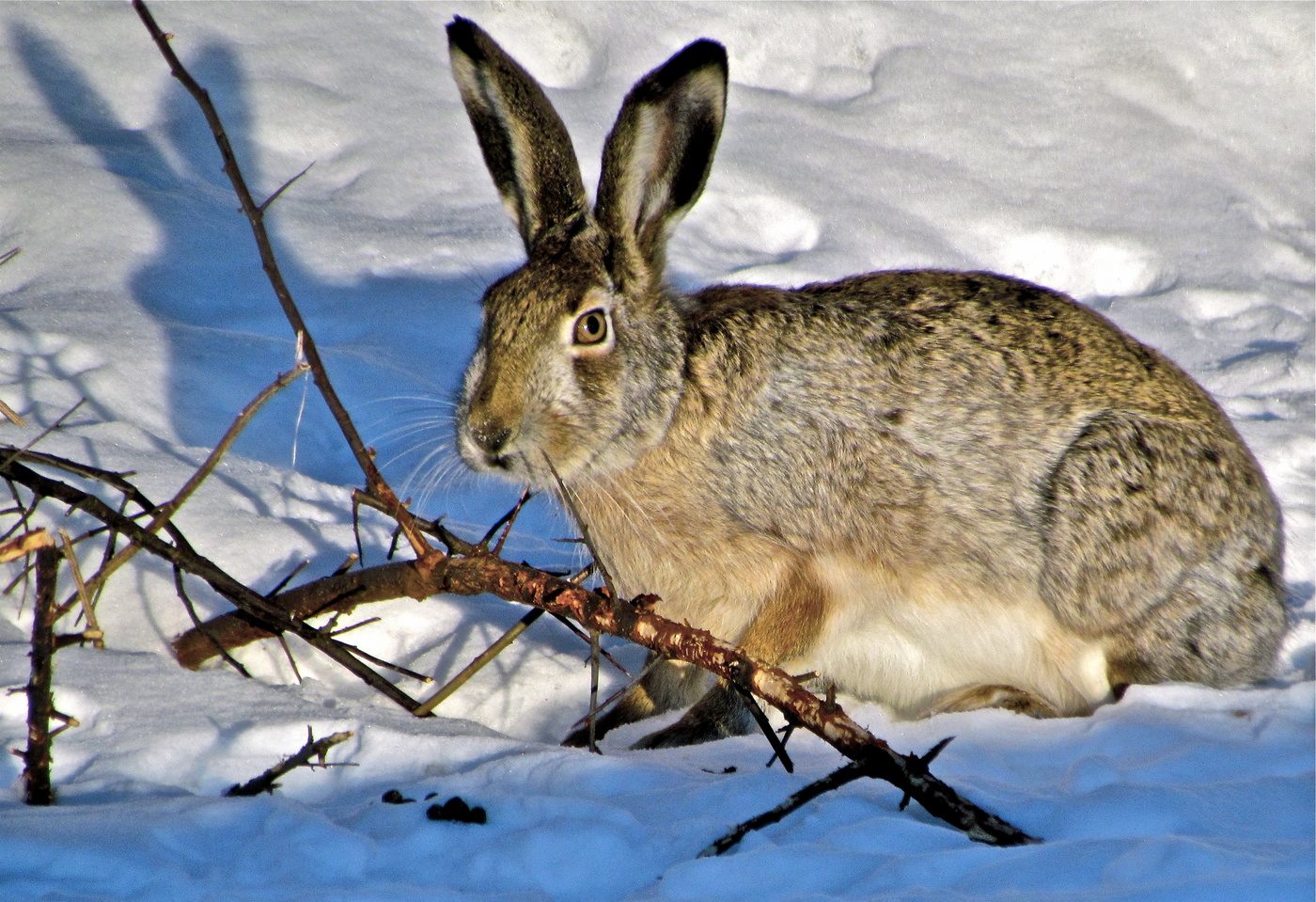 Мартовский заяц