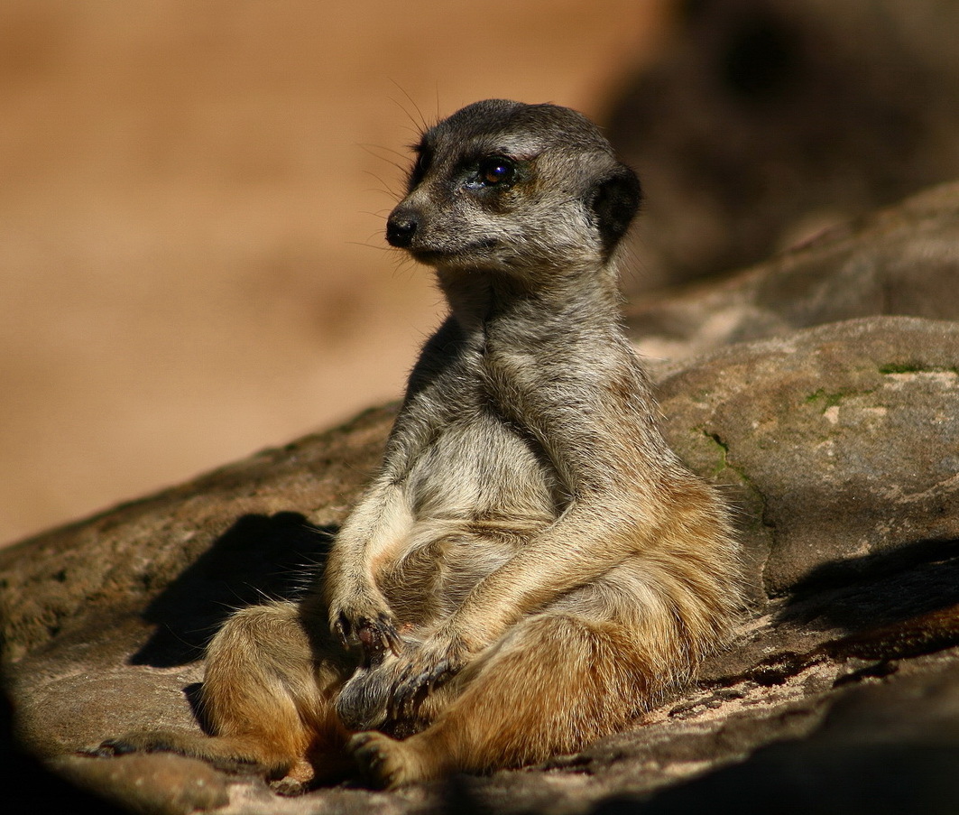 Мартовский не кот