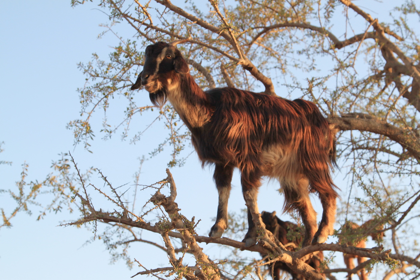 Мартовский не кот