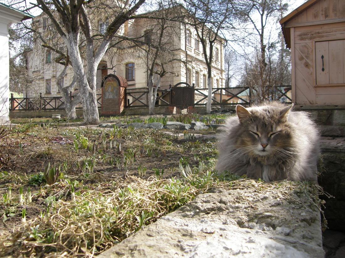 Мартовский не кот