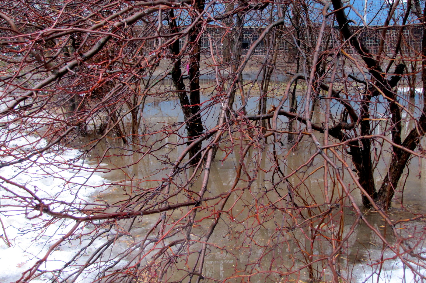 Мартовский не кот