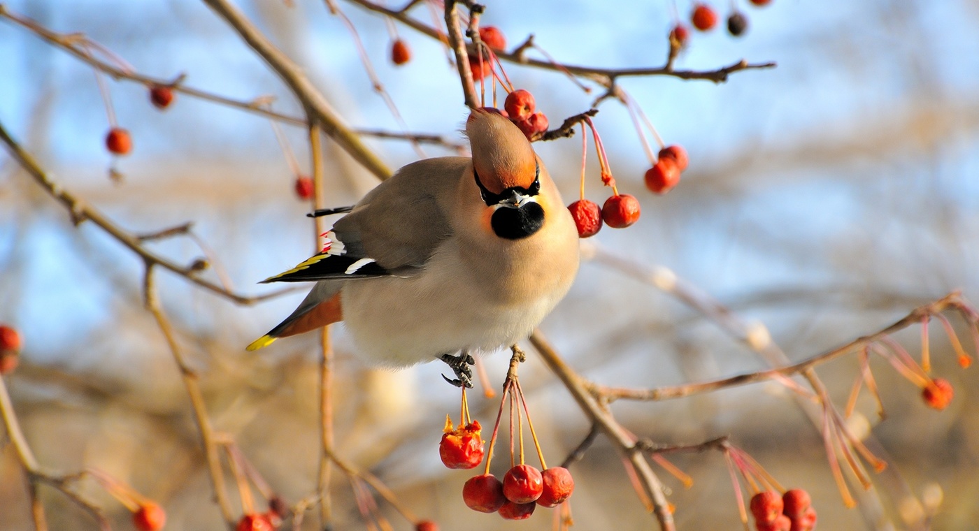 Свиристель.