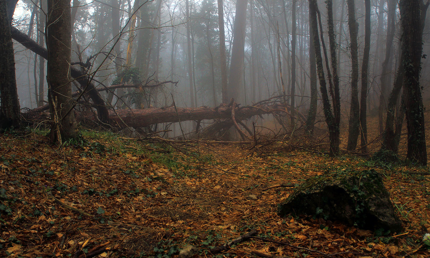Южнобережный весенний лес