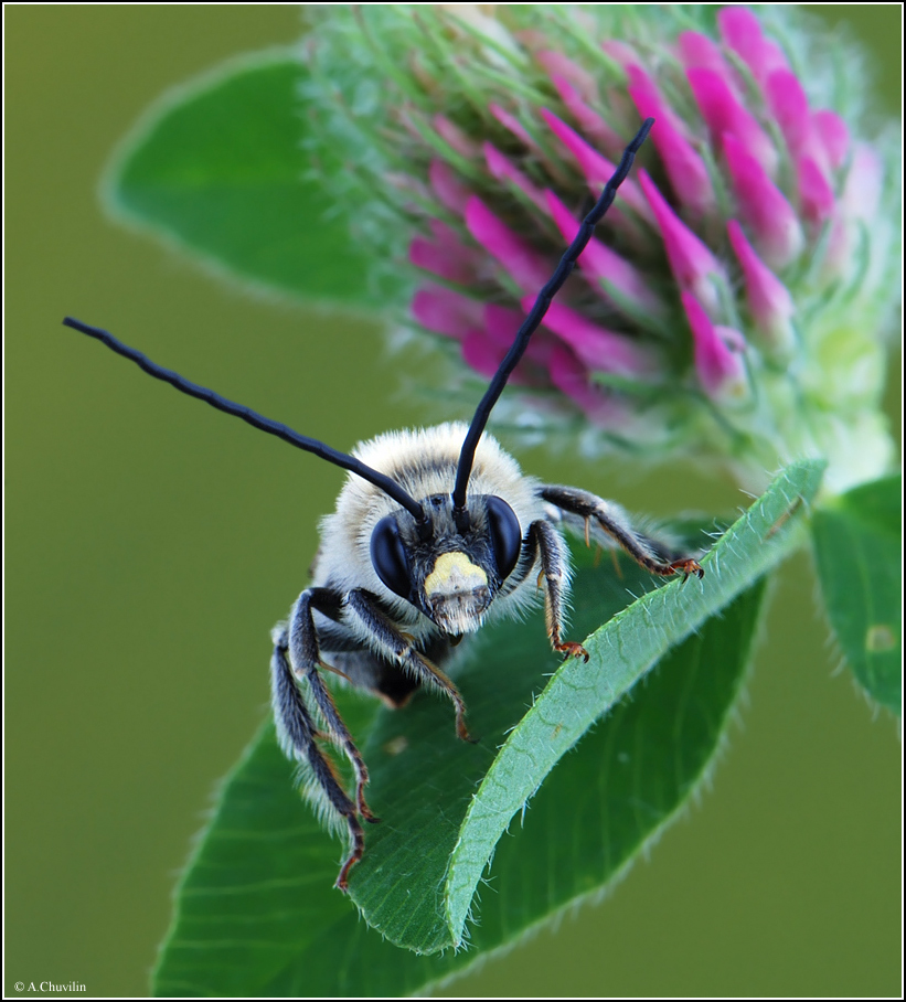 Усатая пчела