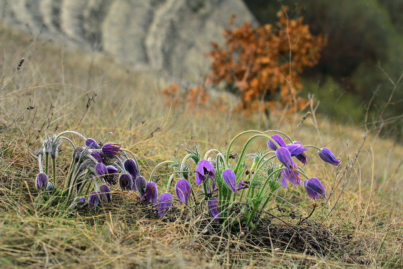 Весенние первенцы