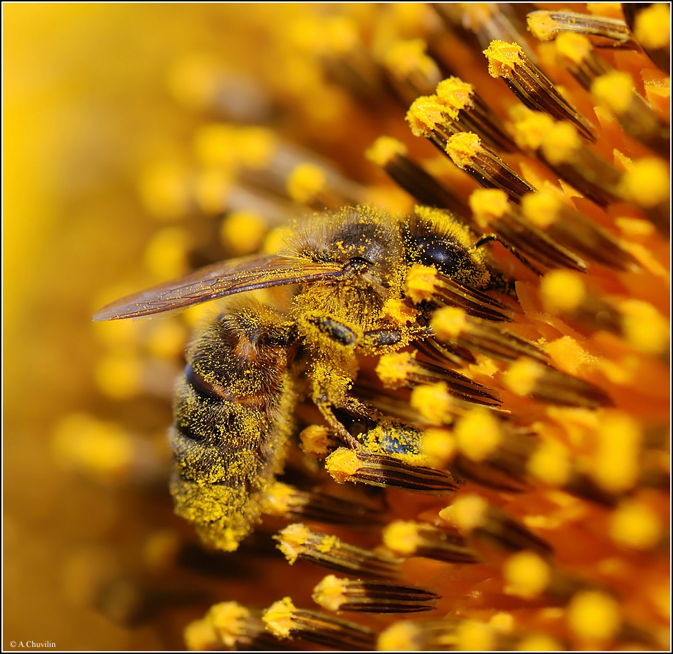 Солнечным деньком на подсолнечном поле )
