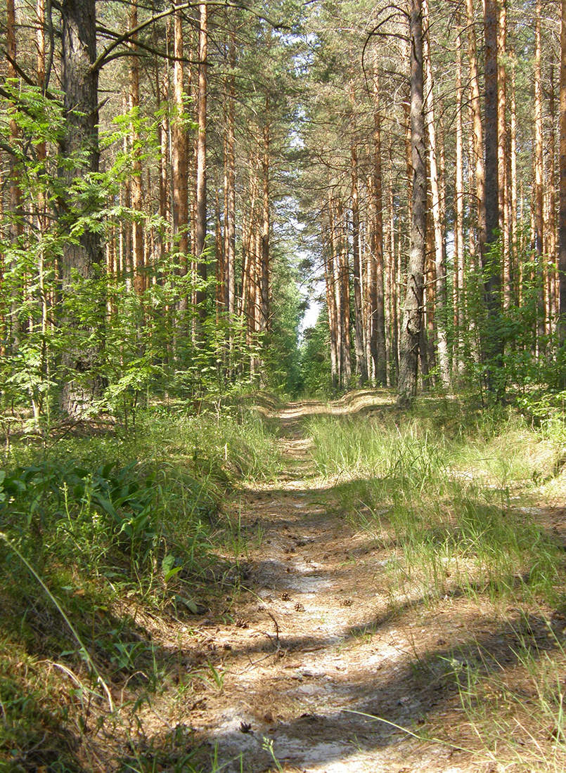 Летний полдень