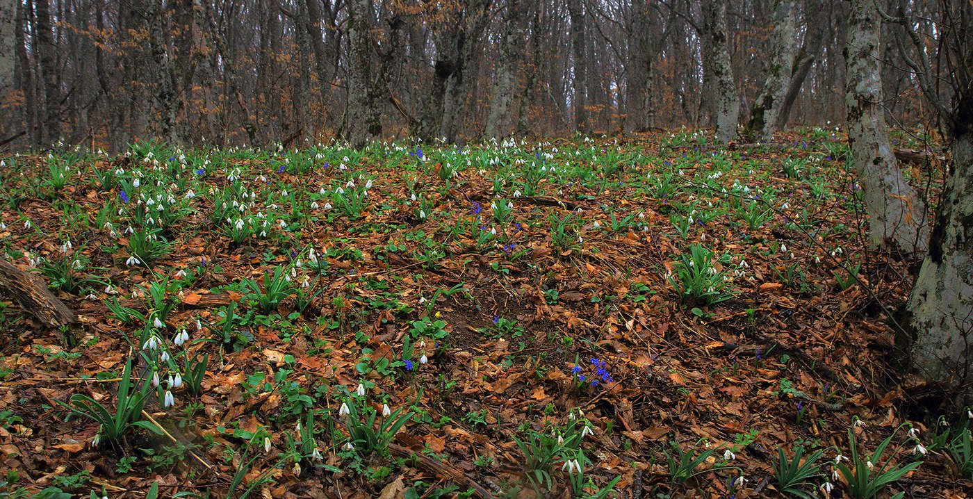 Весна идет..