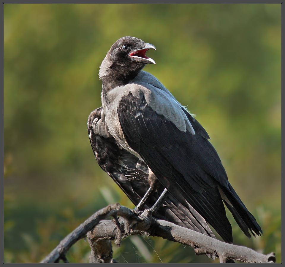 Примадонна