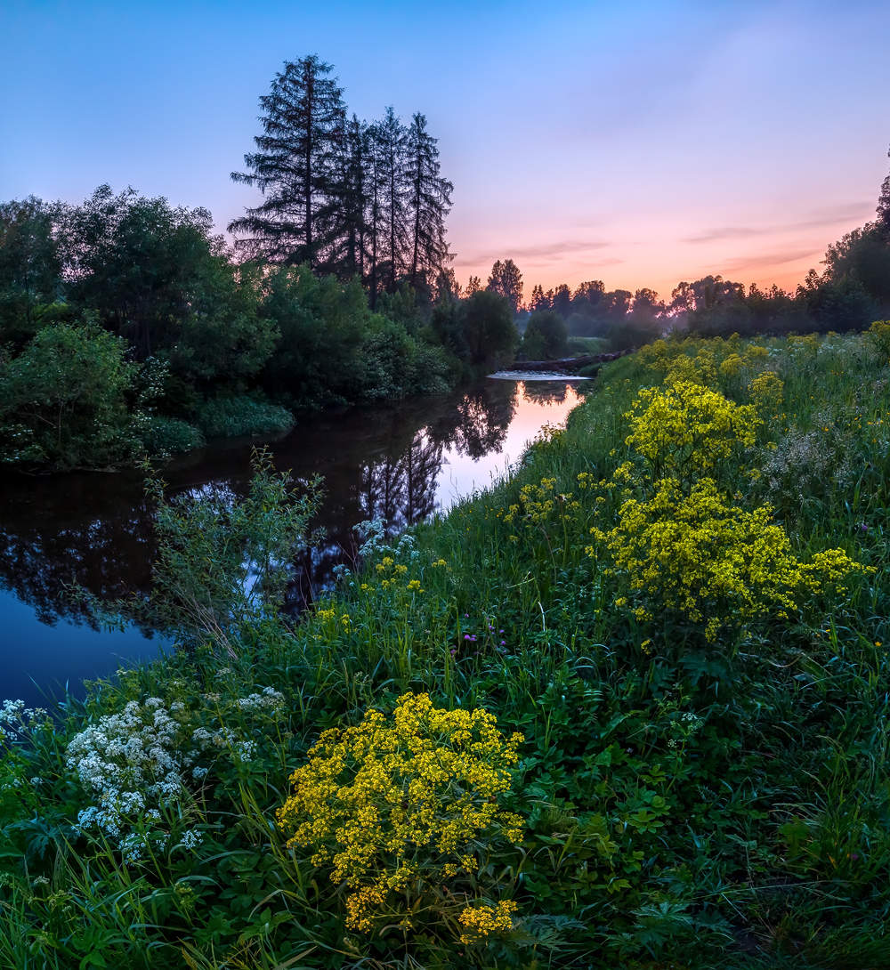Белые ночи, или цветущие сны севера.