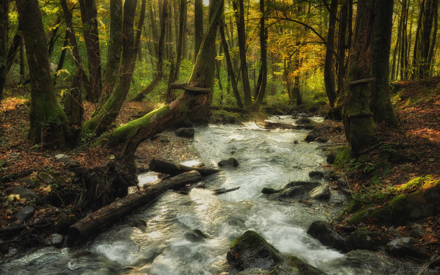 Утро в лесу...