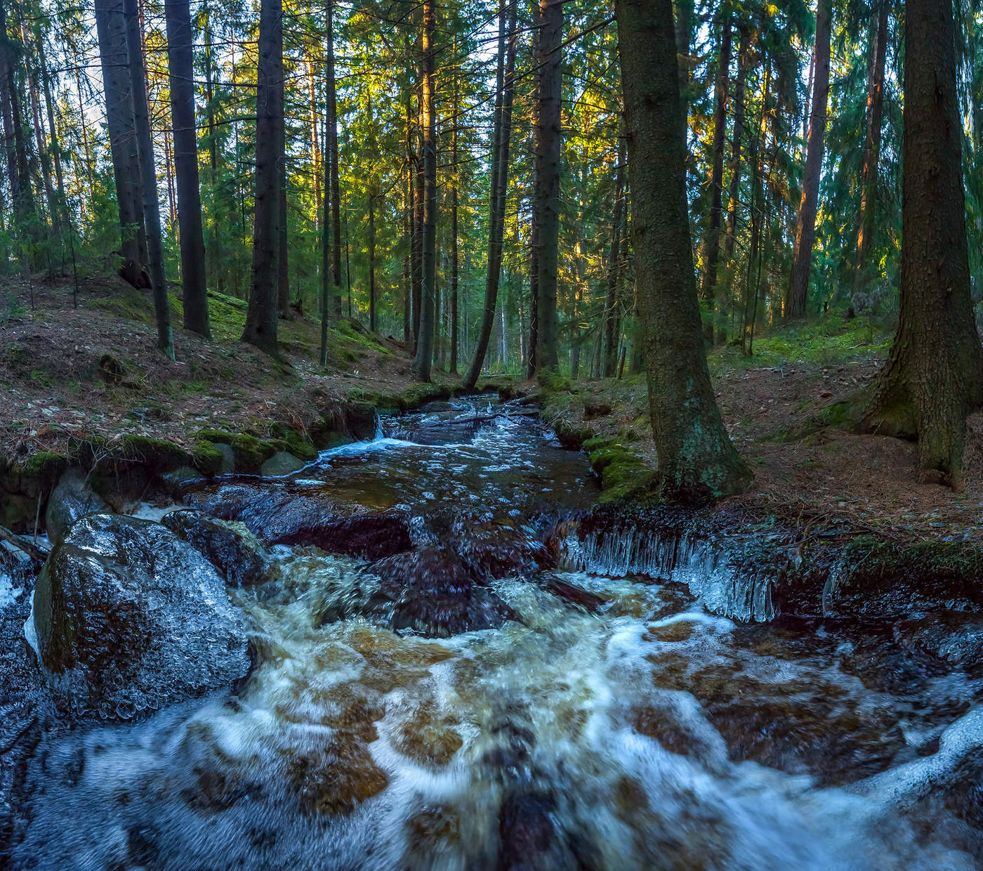 Лесной ручей после ночного заморозка.