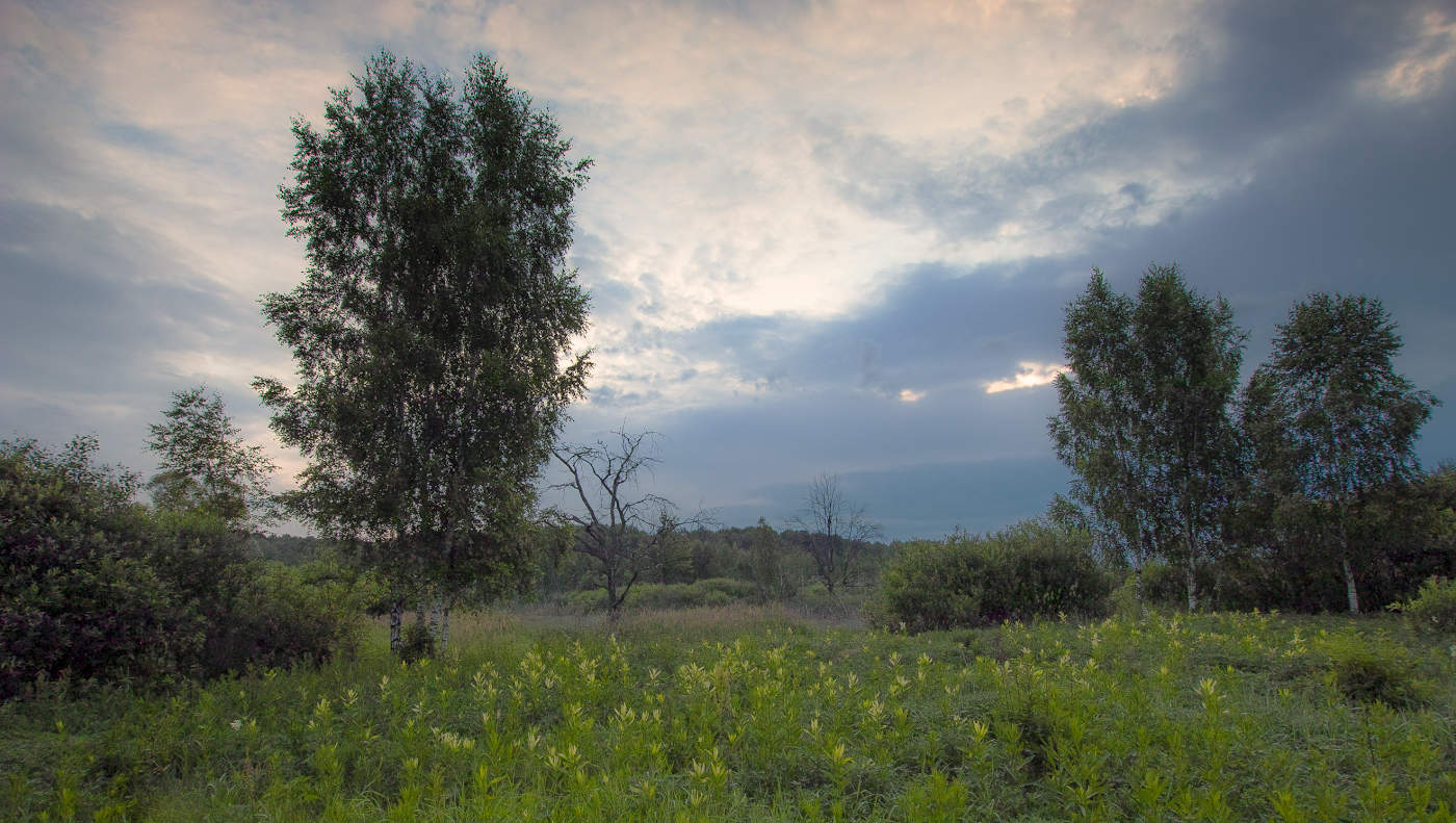 Луговые травы на рассвете