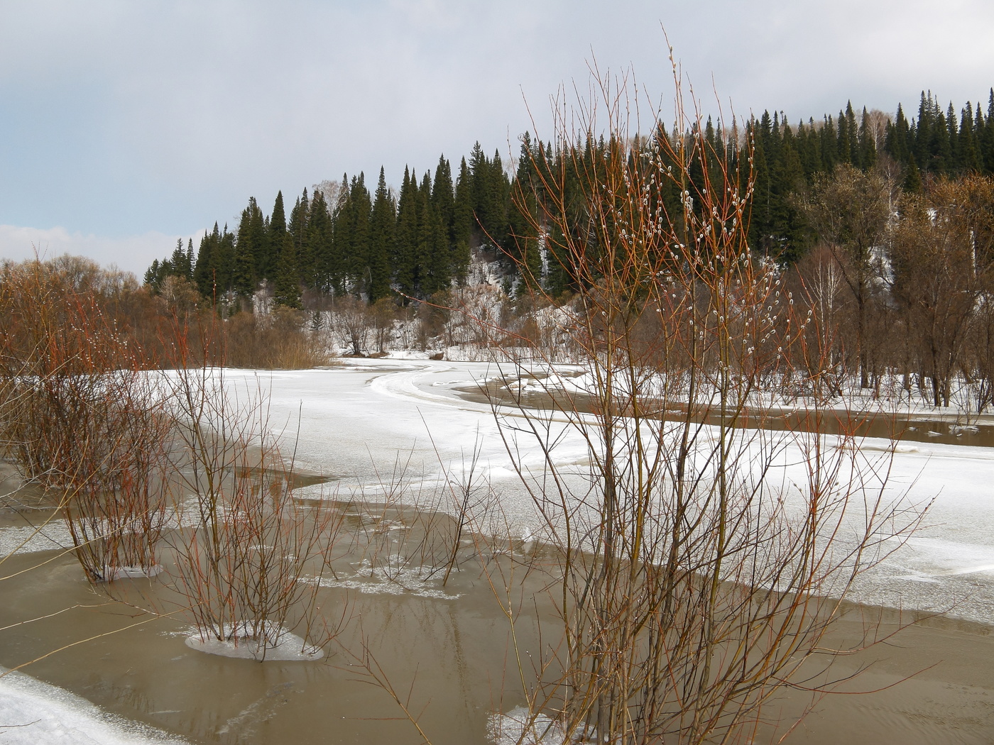 Как нежны доверчивые первенцы весны !