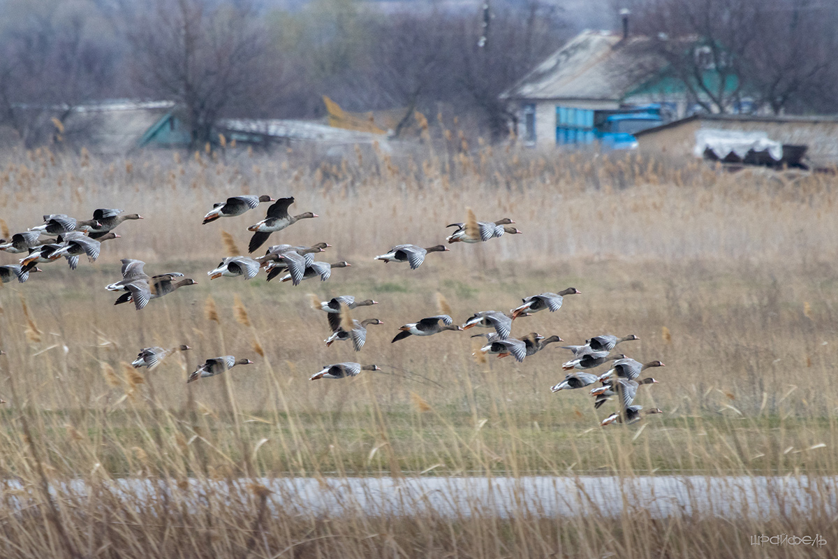 Дикие гуси идут на посадку
