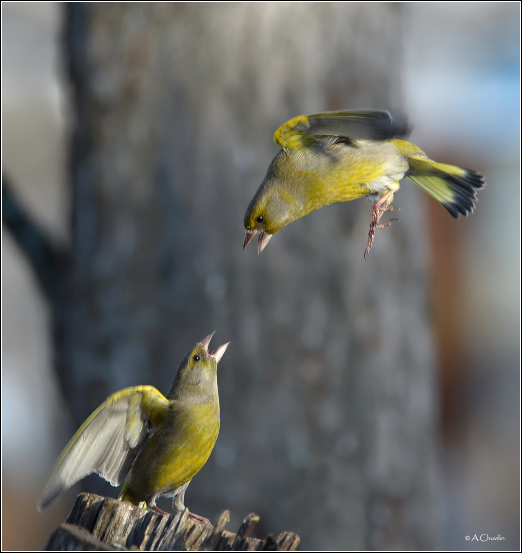 Крутое пике )