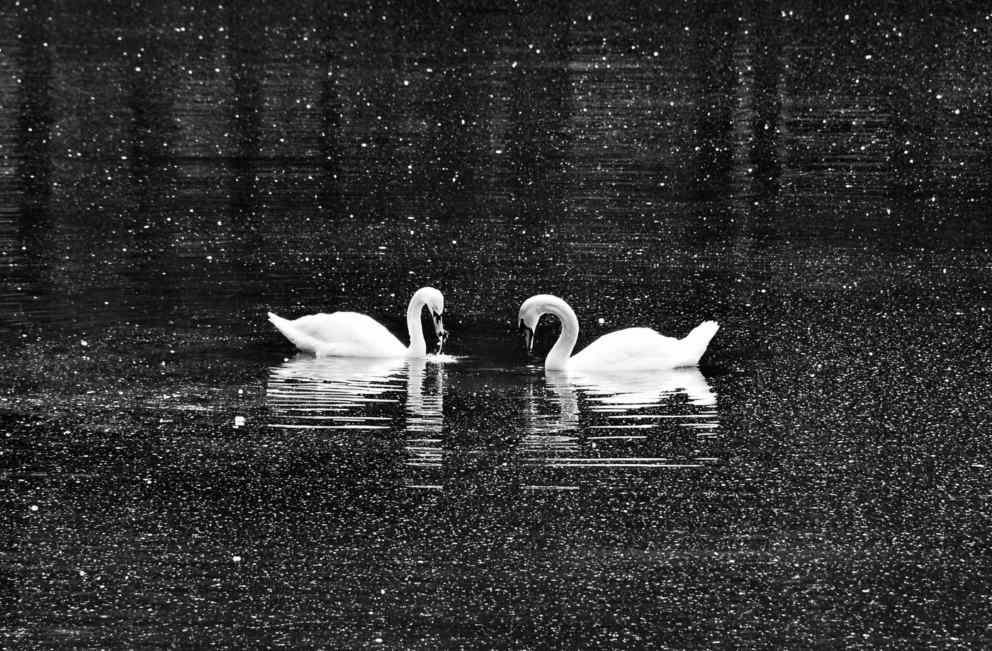 Время тополиного пуха ...