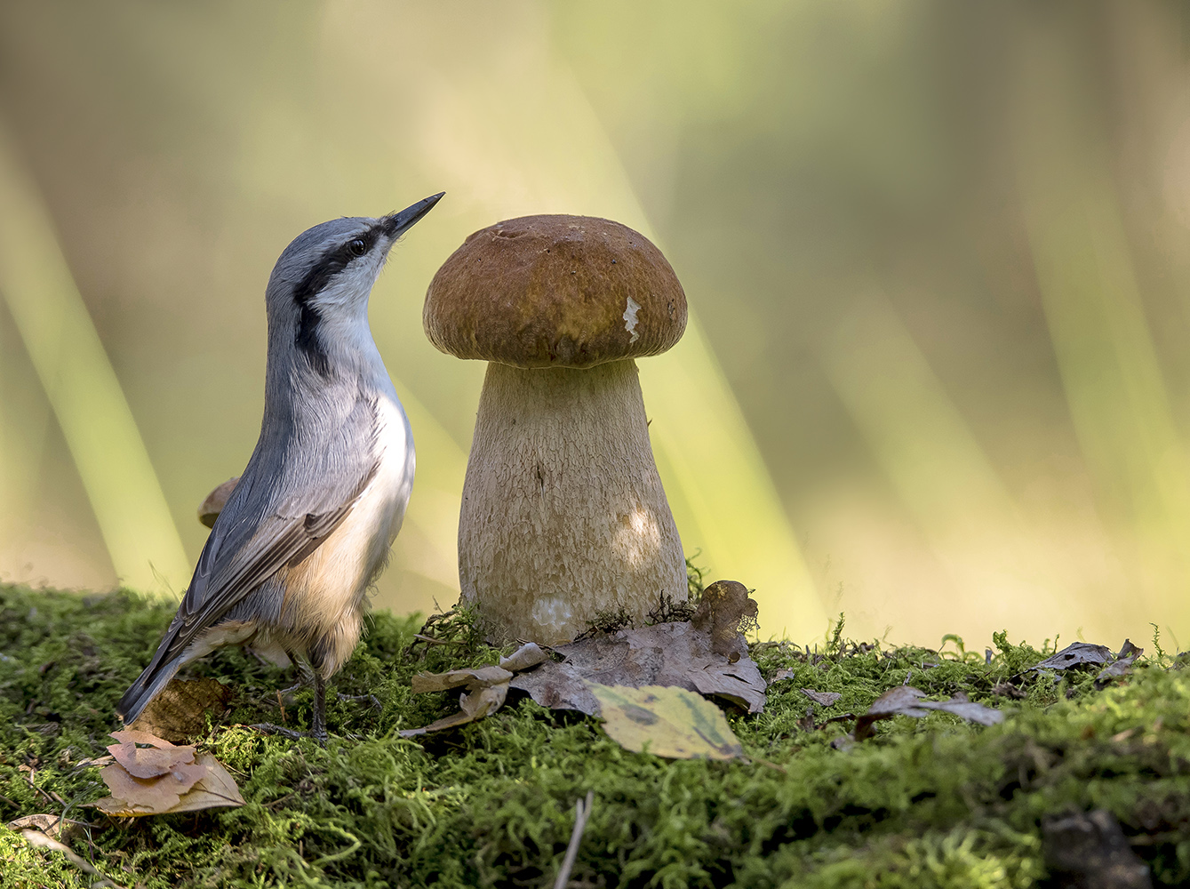 В стране больших грибов.