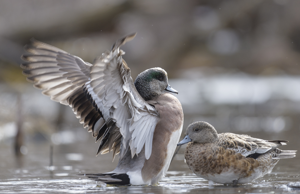 American Wigeon