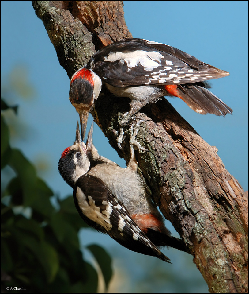 Кормление дятла )