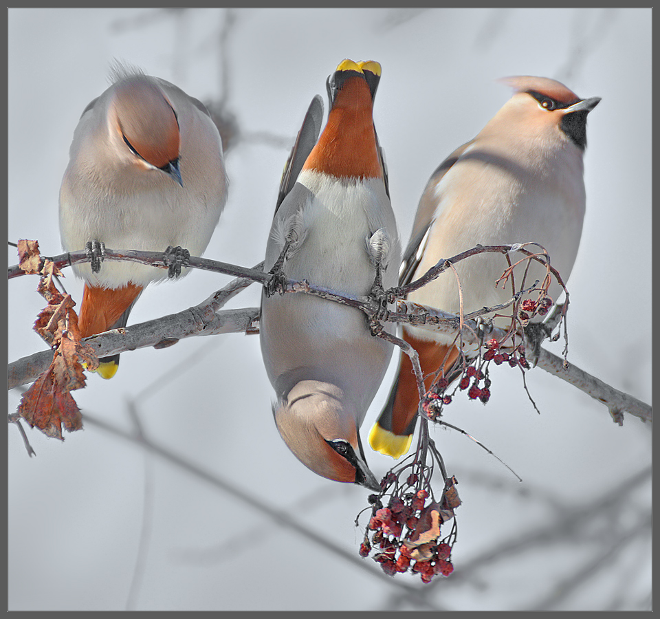 Сезон свиристелей