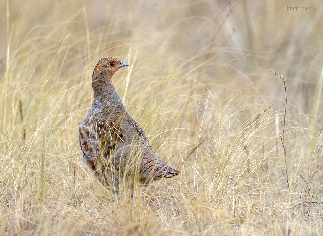 В степной траве