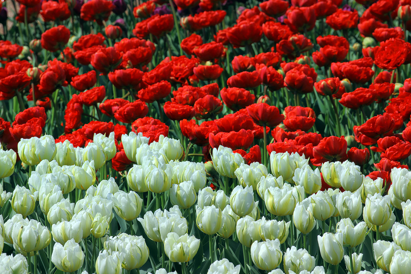 Красное и белое