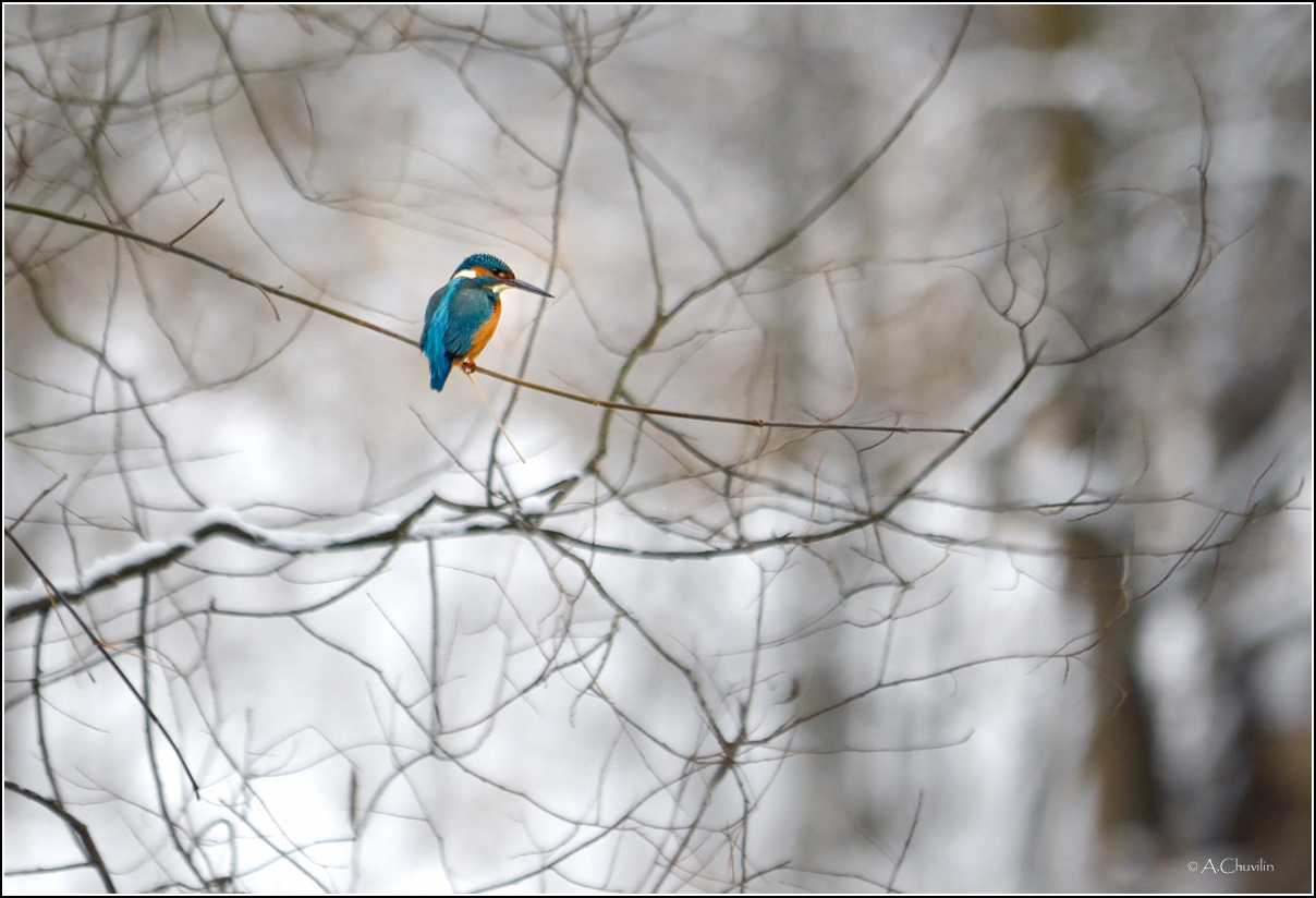 Зимородок в прибрежном декабрьском лесу
