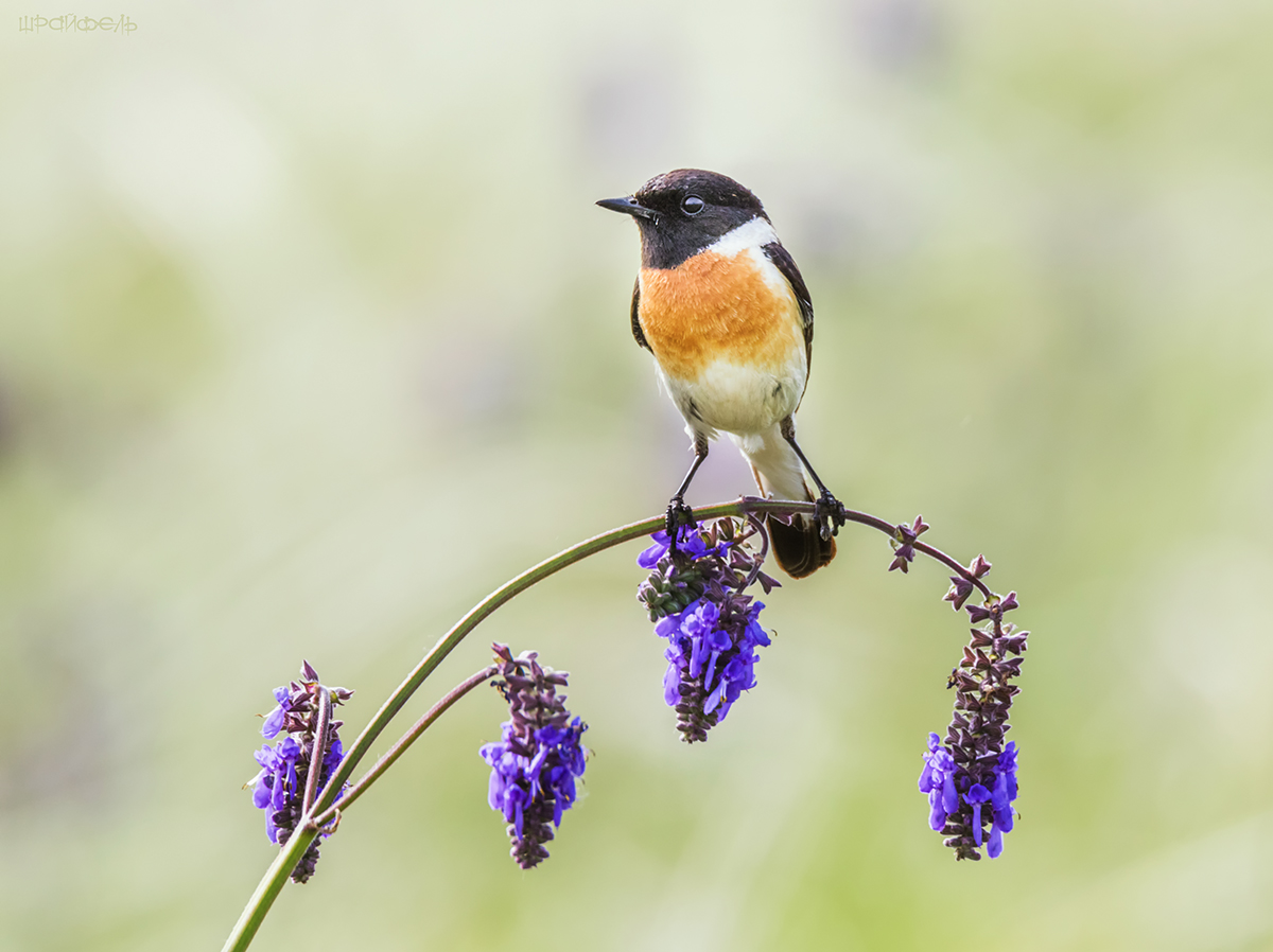 Чекан черноголовый