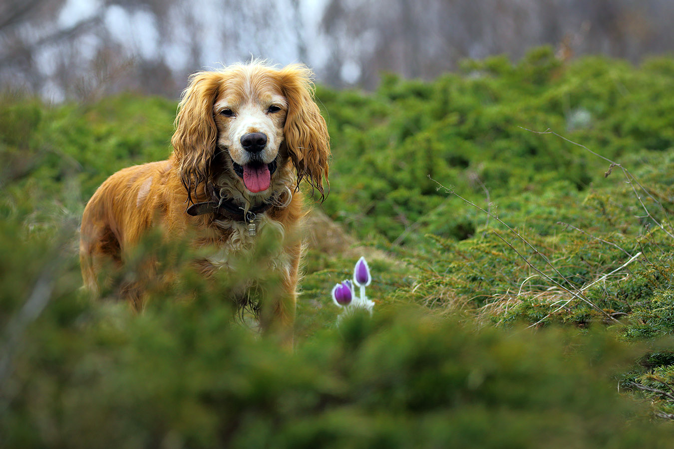 Найк и весна